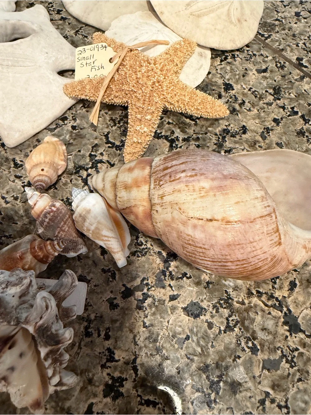 Natural Sea Shell Lot Starfish Sand Dollars Clam Shells Conch Shells